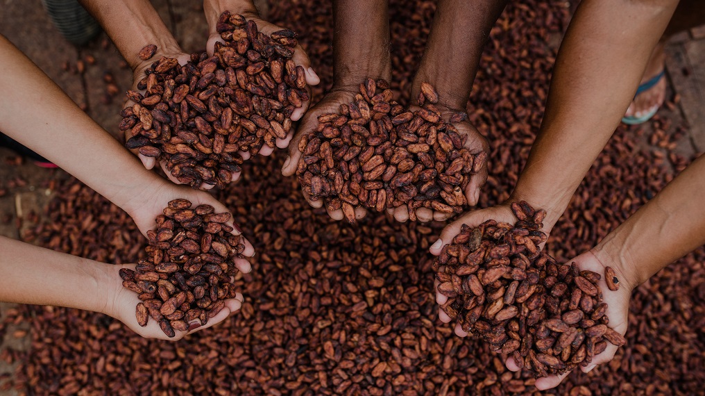 O cacau e a identidade de um território 