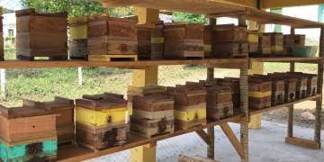 Projeto investe na disseminação da meliponicultura como prática de sustentabilidade