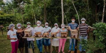 Projeto fortalece a meliponicultura como prática de impacto socioambiental